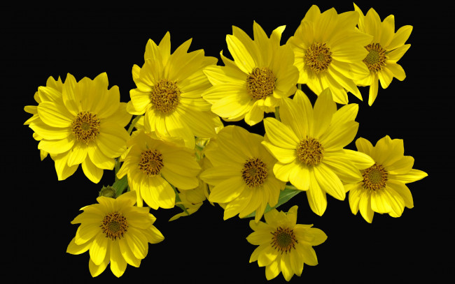 Обои картинки фото цветы, желтые, букет