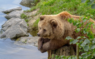 Картинка животные медведи медведь