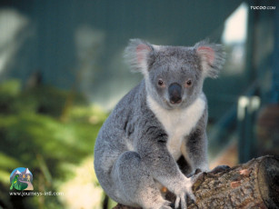 Картинка koala животные коалы