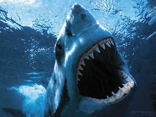 Картинка shark животные акулы