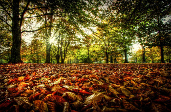 Картинка природа деревья осень листья солнце