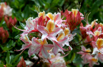 Картинка цветы рододендроны азалии пестрый