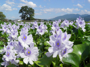Картинка водяной гиацинт цветы гиацинты поле