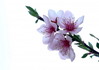 Картинка цветы цветущие деревья кустарники ветка