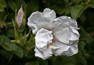 Картинка цветы шиповник бутон белый лепестки