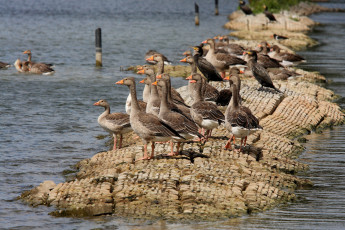 обоя животные, гуси, geese, ducks, lake, water, rocks, birds