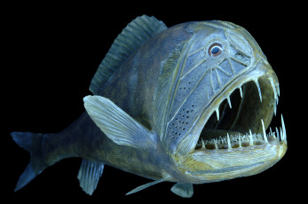 Картинка животные рыбы рыба