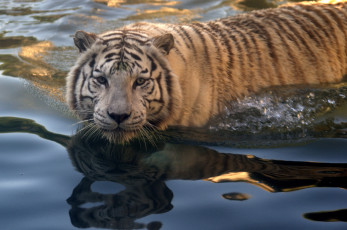 Картинка животные тигры хищник плавание