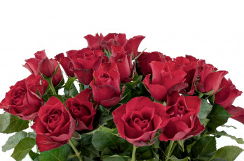 Картинка цветы розы букет красный
