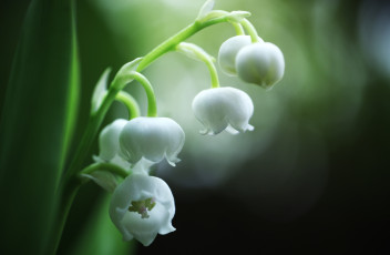 Картинка цветы ландыши веточка белый