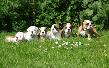 Картинка *** english bulldog puppes животные собаки луг английский бульдог щенки трава