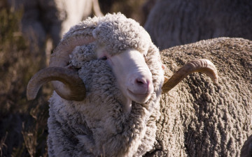 Картинка животные овцы бараны рогатая меринос овца