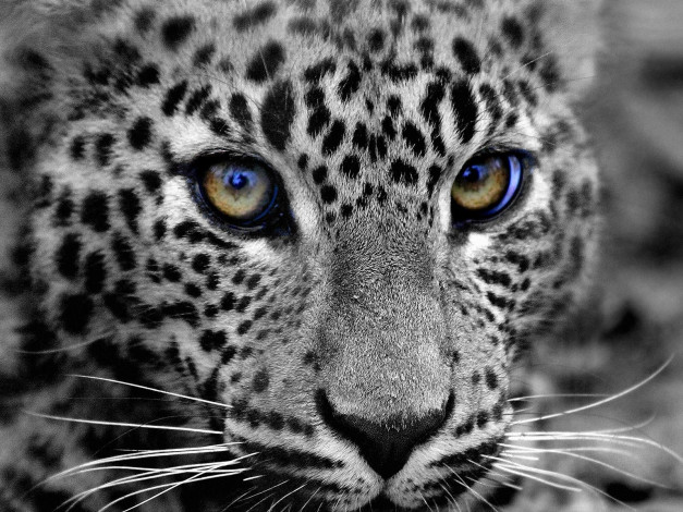 Обои картинки фото животные, леопарды, морда, глаза