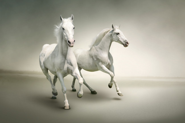 Обои картинки фото рисованные, животные, лошади, белизна, бег, кони