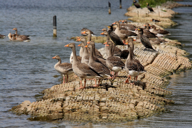 Обои картинки фото животные, гуси, geese, ducks, lake, water, rocks, birds