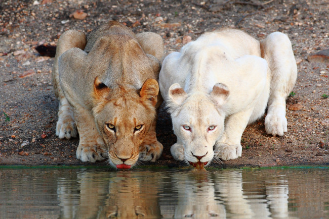 Обои картинки фото животные, львы, водопой, львицы