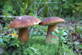Картинка природа грибы боровики дружбаны