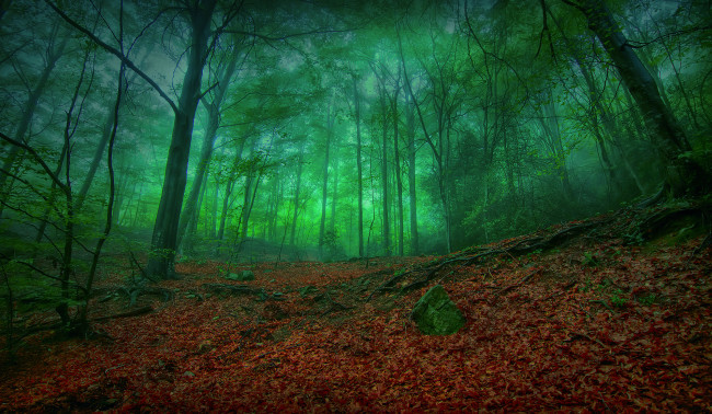 Обои картинки фото мистический, лес, природа, листва, корни, деревья