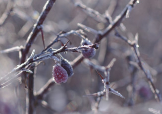 Картинка природа Ягоды ветка зима изморозь снег макро шипы