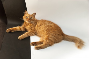 Картинка животные коты лежит взгляд бумага рыжий коте кот