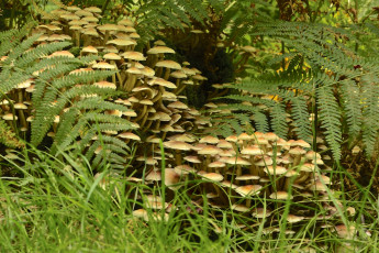 Картинка природа грибы трава листья папоротник много растения