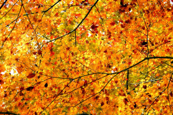 Картинка природа листья осень дерево ветки клен крона