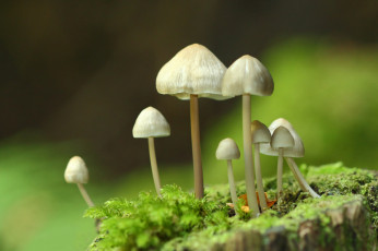 Картинка природа грибы фон макро
