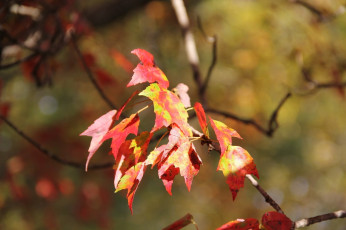 Картинка природа листья ветка макро осень
