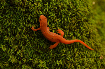 Картинка животные Ящерицы +игуаны +вараны яркая мох ящерица макро оранжевая