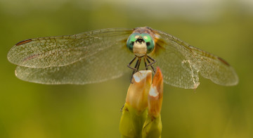 Картинка животные стрекозы зелёный фон насекомое макро стрекоза
