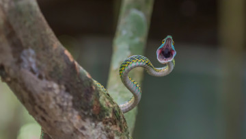 Картинка животные змеи +питоны +кобры пасть атака змея