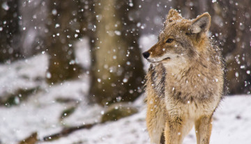обоя животные, волки,  койоты,  шакалы, coyote, снег, койот, snow, canis, latrans