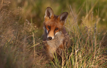 Картинка животные лисы взгляд лис лиса трава