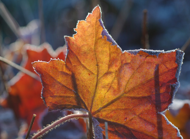 Обои картинки фото природа, листья, изморозь, макро, осень, оранжевый