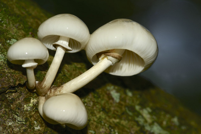 Обои картинки фото природа, грибы, сырость, кора, фон, макро