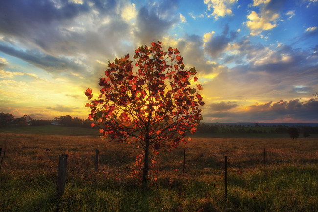 Обои картинки фото природа, деревья, осень, дерево, закат