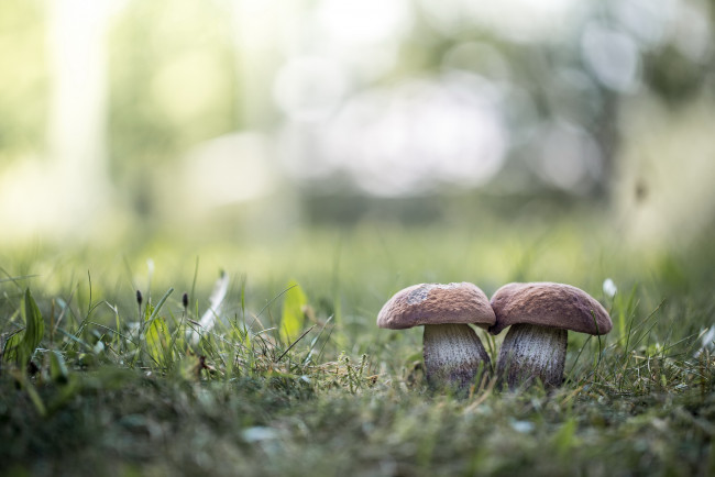 Обои картинки фото природа, грибы, боке, блики, два, трава, лето
