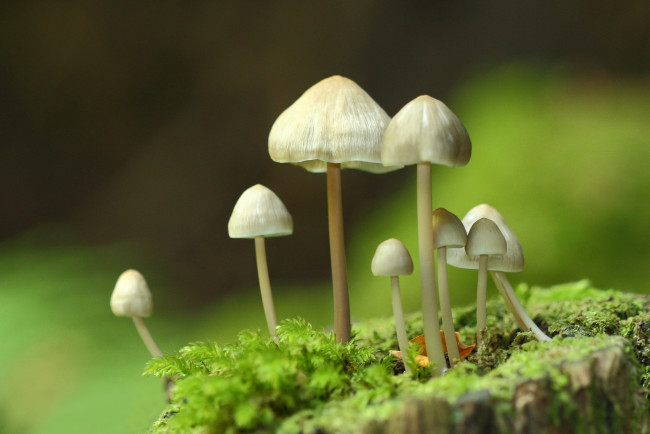 Обои картинки фото природа, грибы, фон, макро
