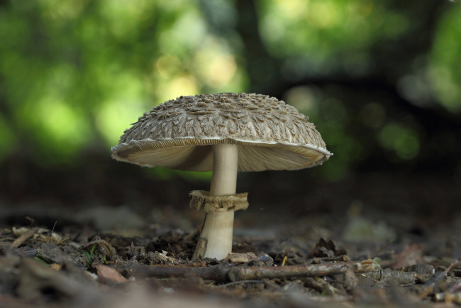 Обои картинки фото природа, грибы, гриб-зонтик, лес, макро, трава, один, гриб