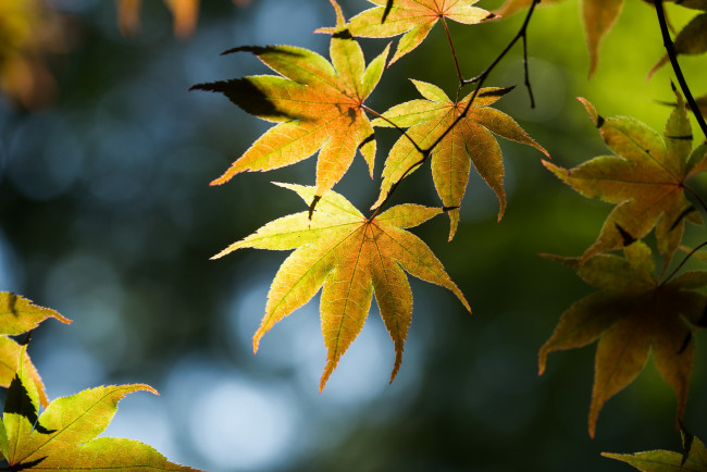 Обои картинки фото природа, листья, блики, ветки, дерево, японский, клен