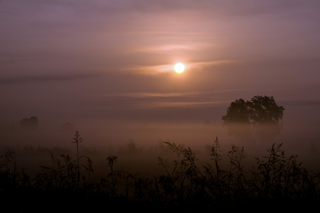 Обои картинки фото природа, восходы, закаты, солнце, туман, деревья, трава