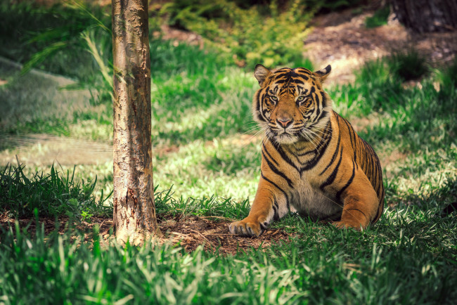 Обои картинки фото животные, тигры, тигр, полосы, окрас, дерево, травка