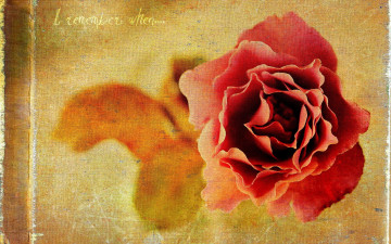 Картинка рисованное цветы роза цветок надпись царапины