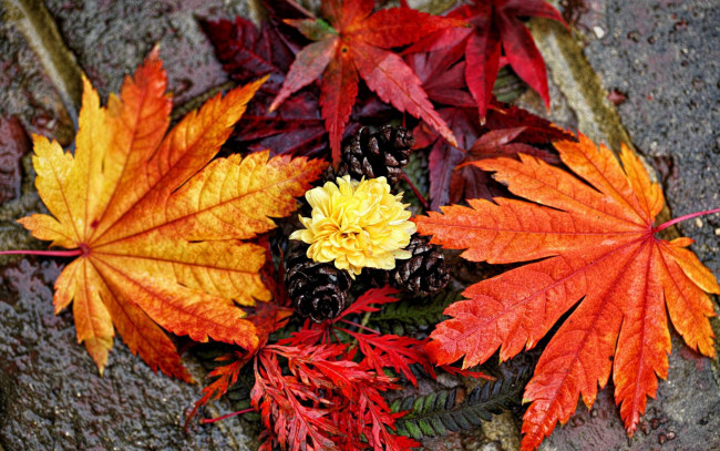 Обои картинки фото природа, листья, осень, хризантема, цветок, шишки