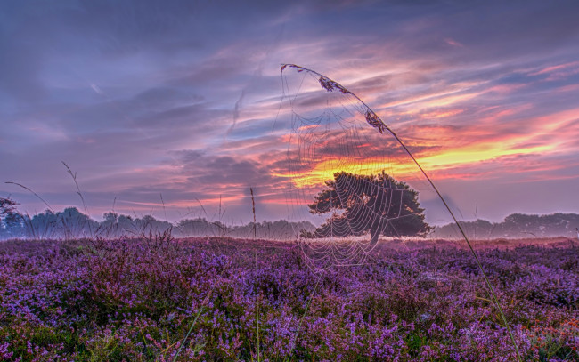 Обои картинки фото природа, восходы, закаты, паутина, луг, нидерланды, закат, травинка, панорама, голландия, вереск