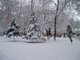 Картинка елка+зимой природа деревья лес зимой зима снег зимний+парк парк+зимой парк природа+зимой зимний+лес