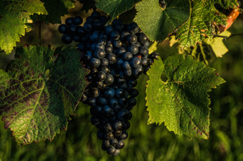 Картинка природа Ягоды +виноград простор