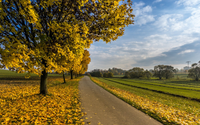 Обои картинки фото природа, дороги, дорога, дерево, осень