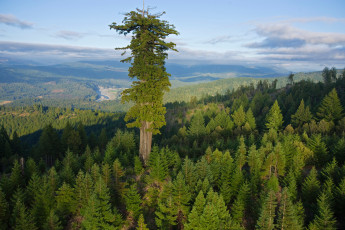 Картинка секвоя природа деревья национальный парк америка заповедник дерево самое большое высота высь ствол крона