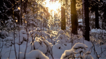 Картинка природа лес зима снег